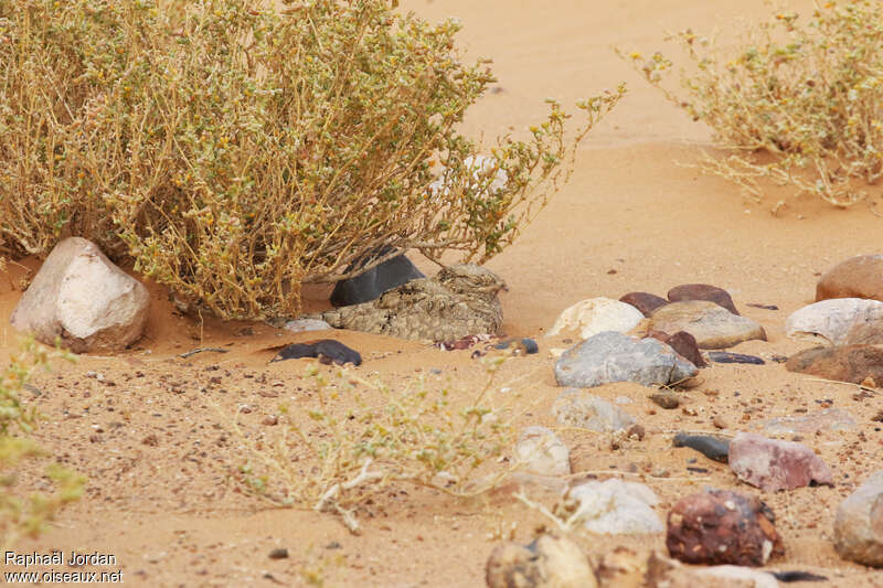 Engoulevent du désertadulte, habitat, camouflage