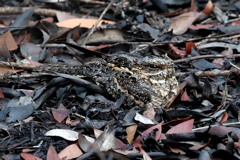 Square-tailed Nightjar