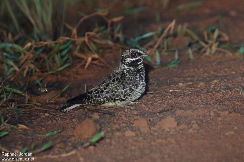 Swamp Nightjar male adult, identification