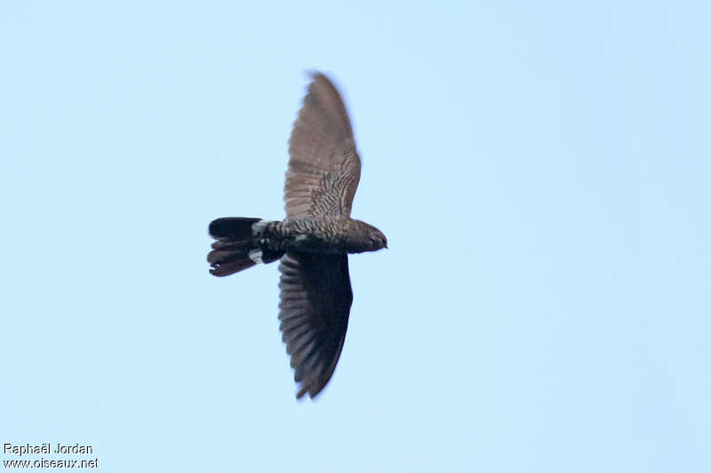 Band-tailed Nighthawk, pigmentation, Flight