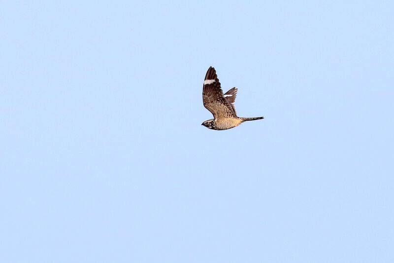 Lesser Nighthawk