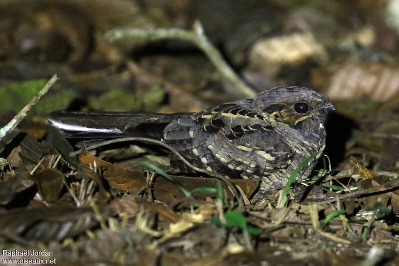 Pauraque male adult, identification