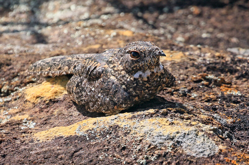 Pygmy Nightjar