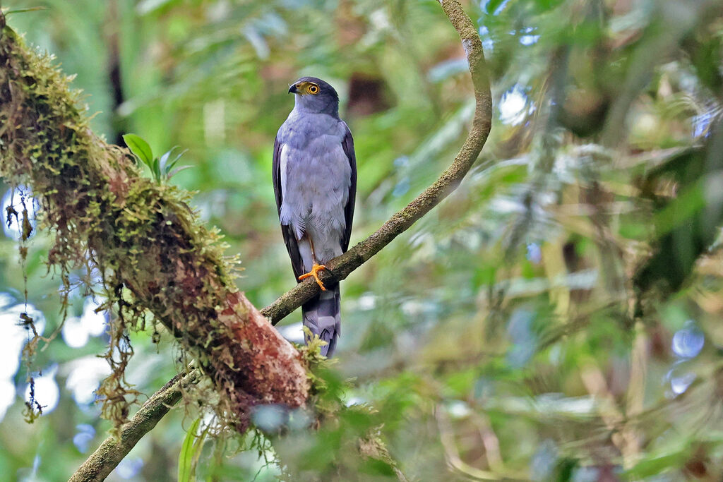 Épervier bicoloreadulte