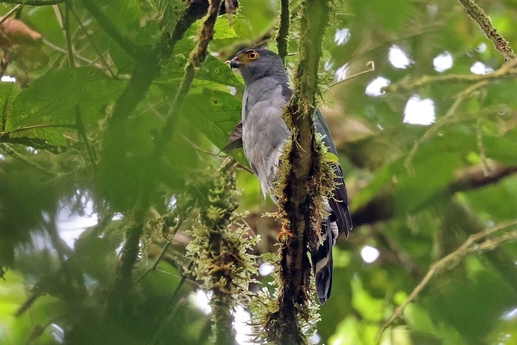 Épervier bicoloreadulte