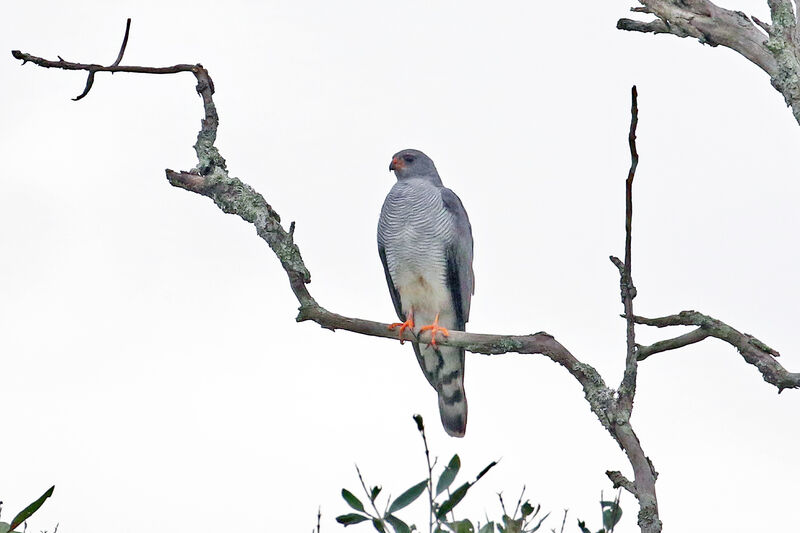 Ovambo Sparrowhawkadult