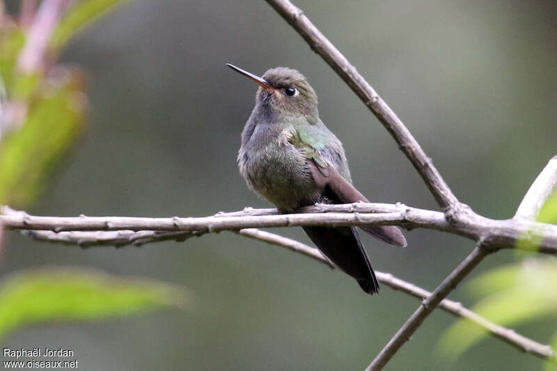 Buff-thighed Pufflegjuvenile, identification