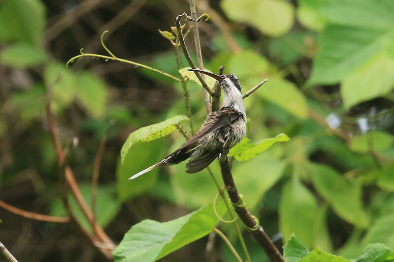 Pale-bellied Hermit