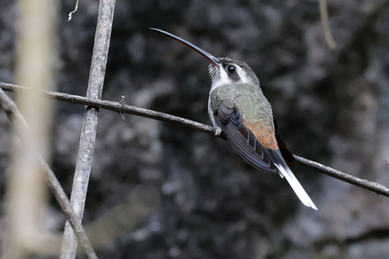 Sooty-capped Hermitadult