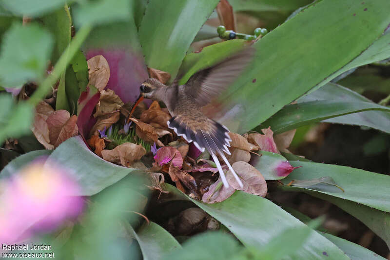 Mexican Hermit