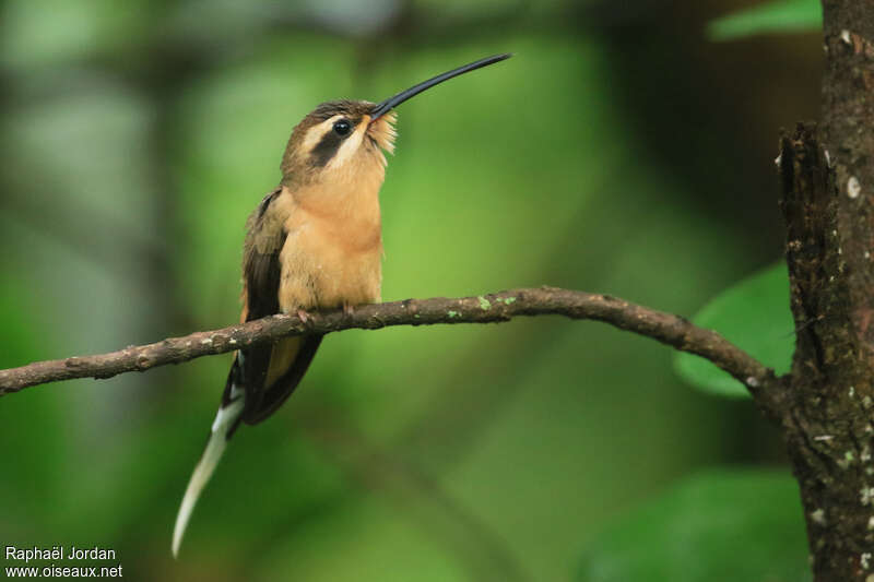 Ermite de Prêtreadulte, identification