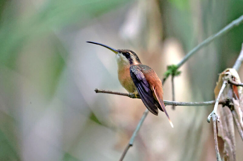 Ermite roussâtreadulte