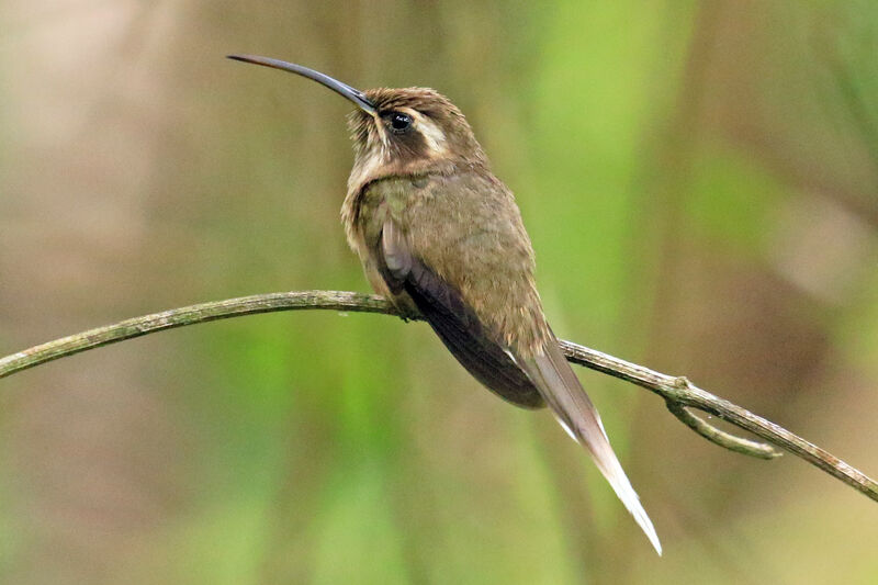 Dusky-throated Hermitadult