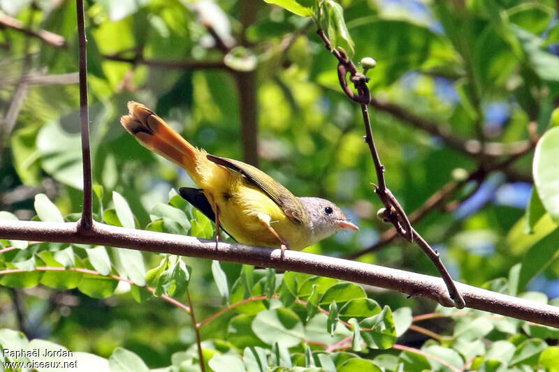 Érythrocerque de Livingstoneadulte, habitat, pigmentation