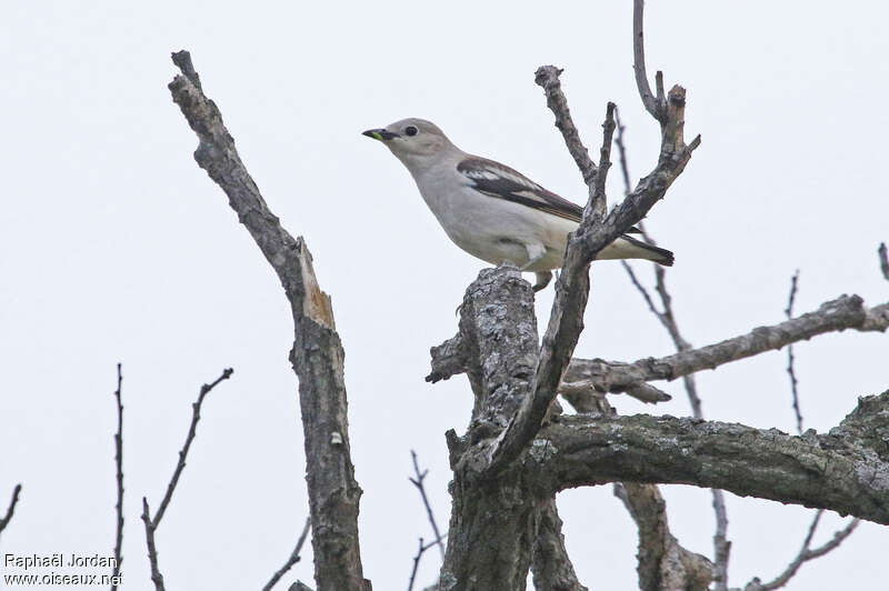 Étourneau de Daourieadulte, identification