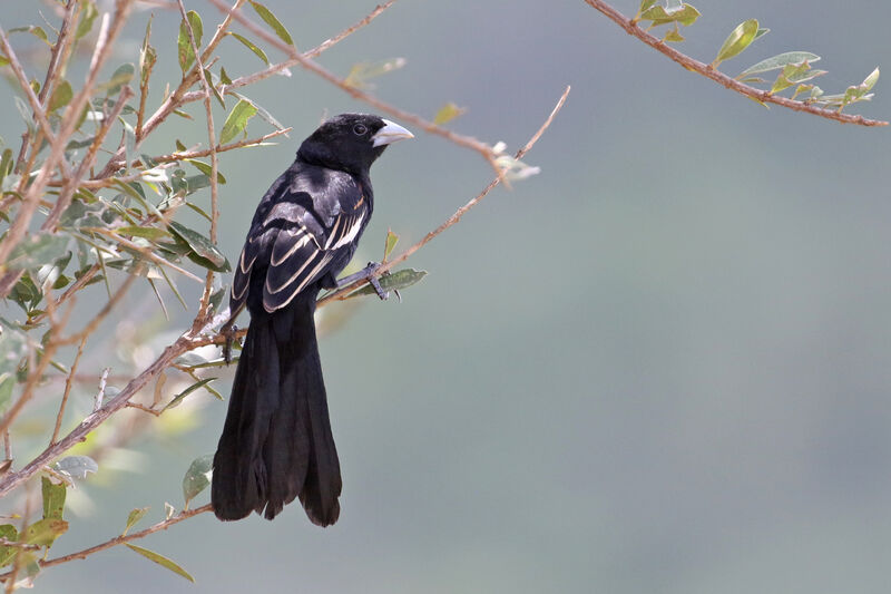 White-winged Widowbird male adult breeding