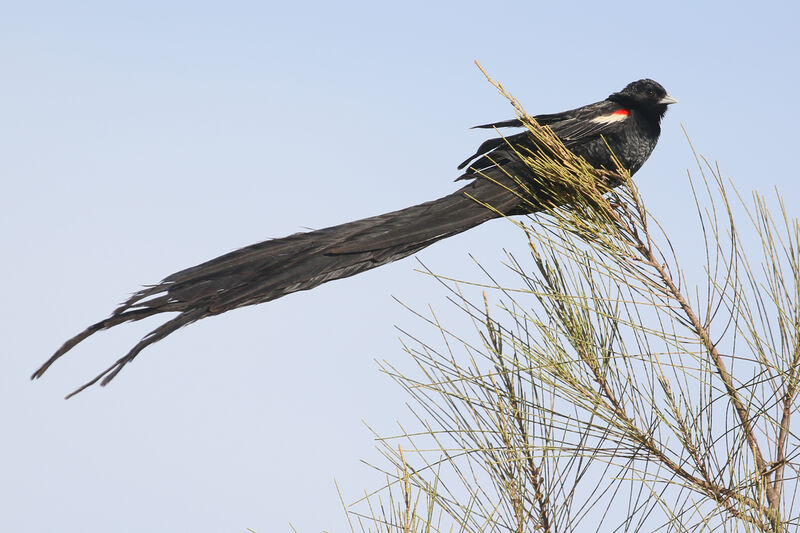 Long-tailed Widowbird male adult breeding