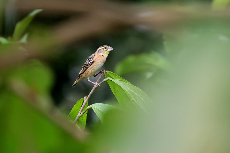 Golden-backed Bishop