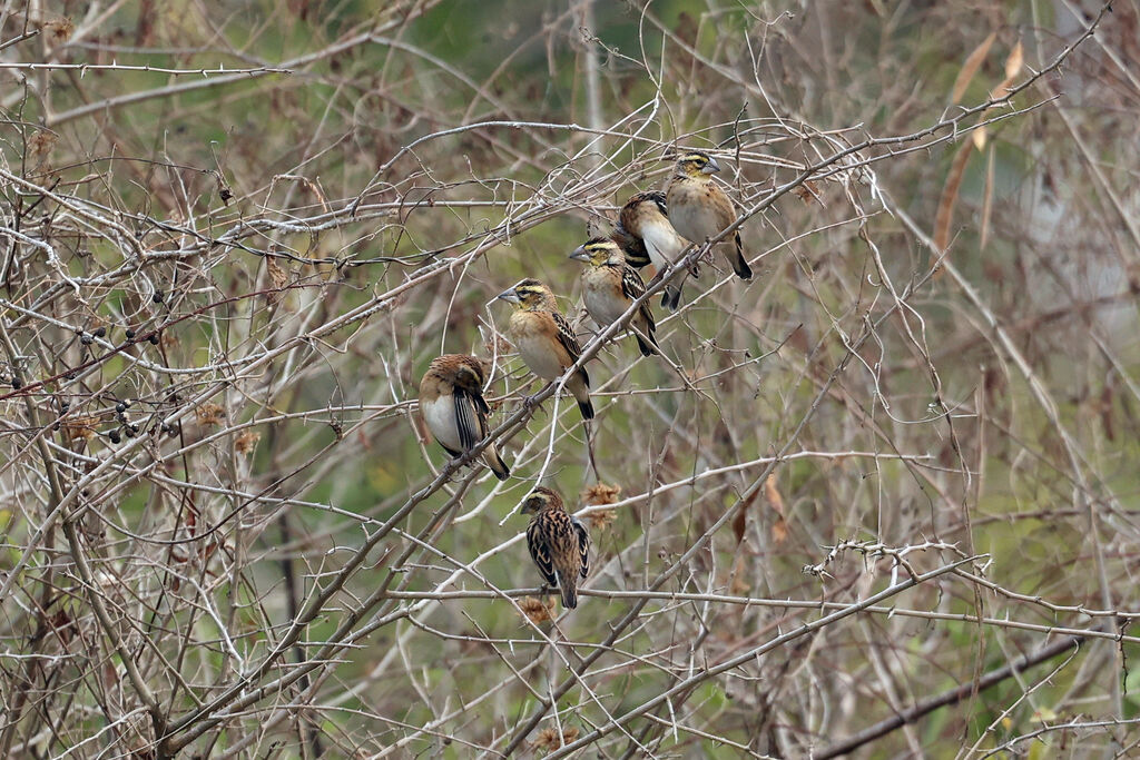 Golden-backed Bishop