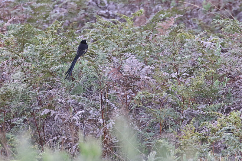 Euplecte montagnard mâle adulte nuptial