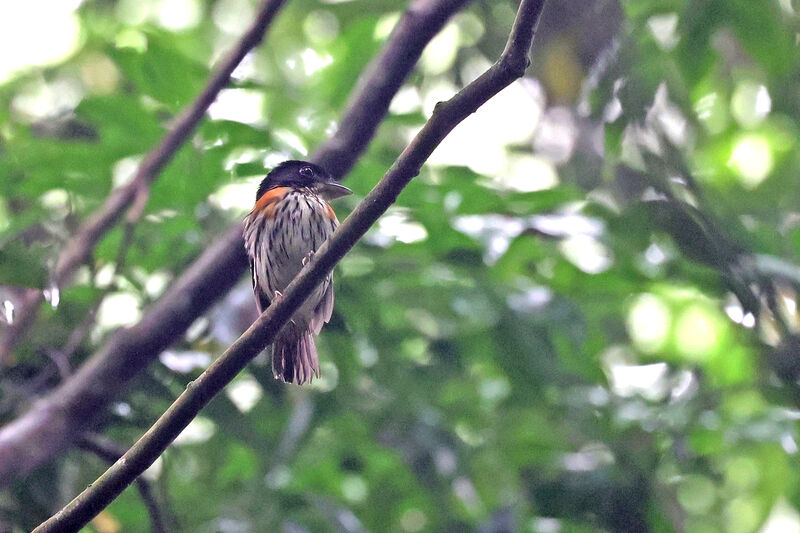 Rufous-sided Broadbilladult