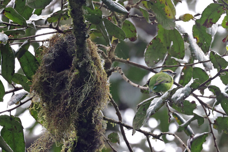 Grauer's Broadbilladult, Reproduction-nesting