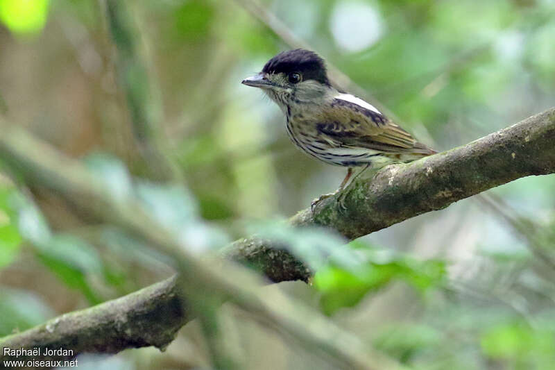 Eurylaime du Cap mâle adulte, identification