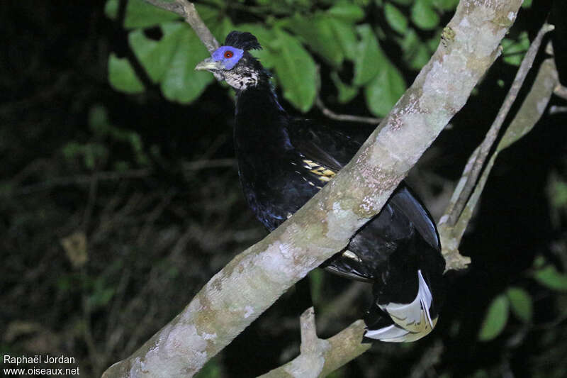 Malayan Crested Fireback male adult