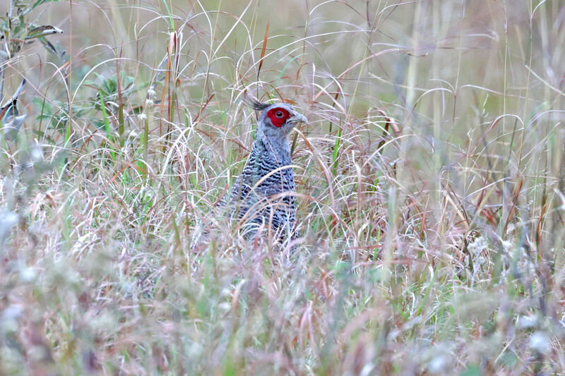 Cheer Pheasant male adult