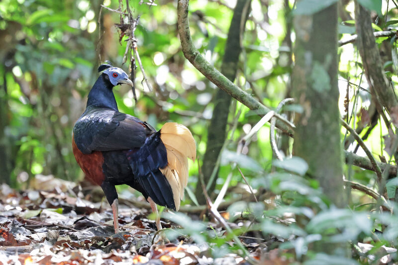 Bornean Crested Fireback male adult