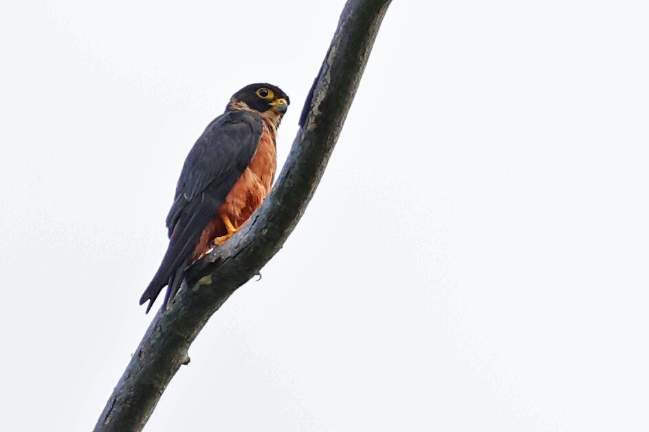 Faucon aldrovandinadulte