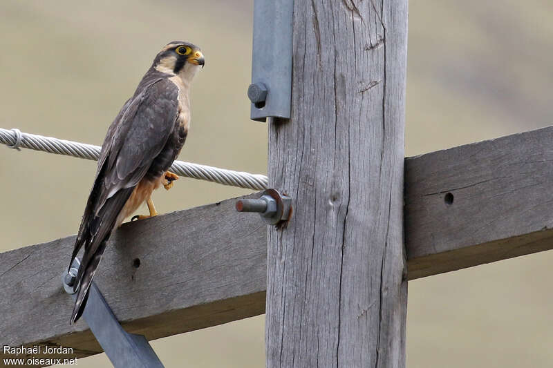 Aplomado Falconadult, Behaviour