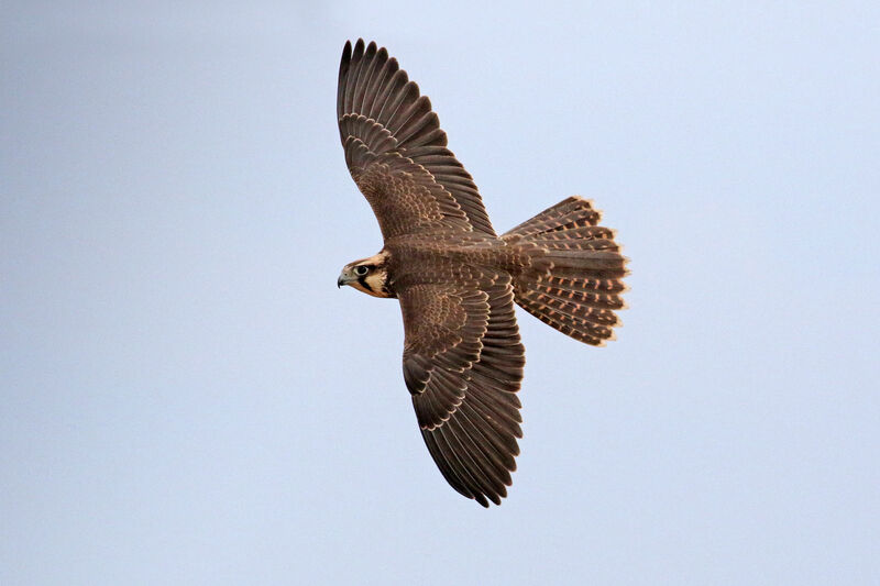 Lanner Falconimmature