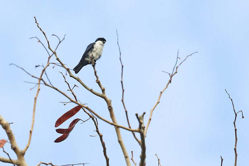 Philippine Falconetadult