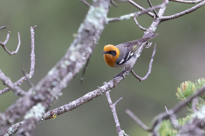 Olive Warbler male adult