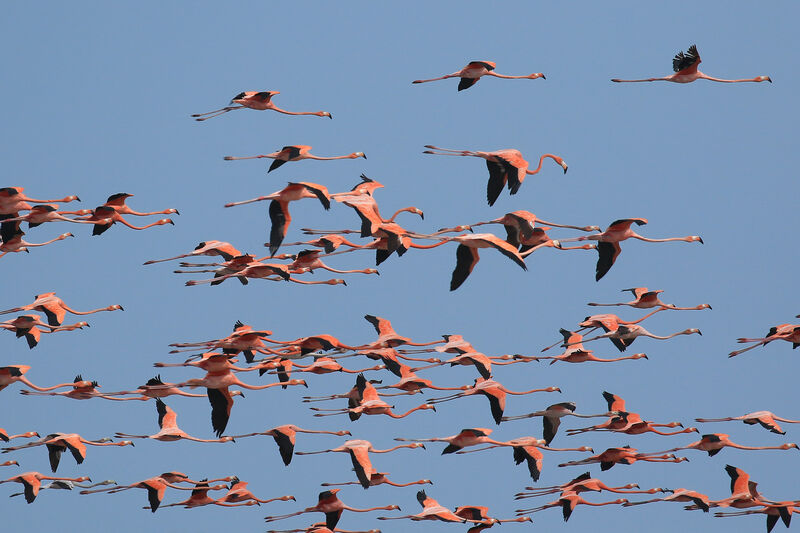 Flamant des Caraïbesadulte