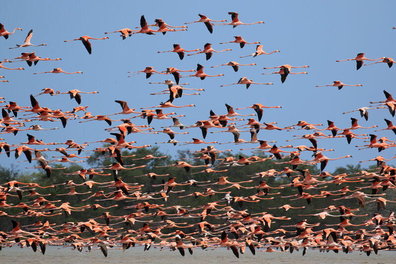 American Flamingo