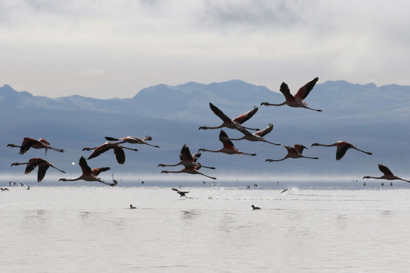 Chilean Flamingo