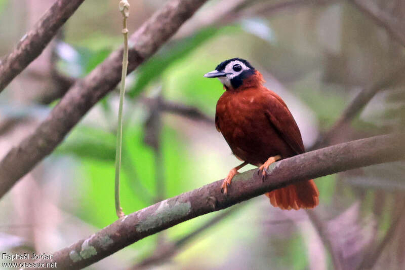 White-masked Antbirdadult, identification