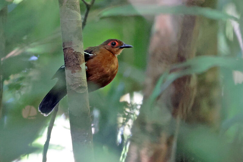 Reddish-winged Bare-eye female adult