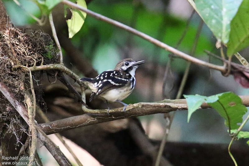 Dot-backed Antbird female adult, identification