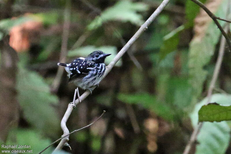 Fourmilier perlé mâle adulte, identification