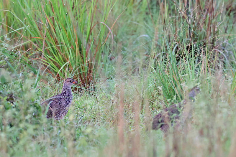 Francolin à bec jaune