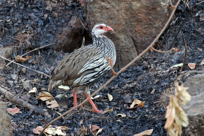 Red-necked Spurfowl