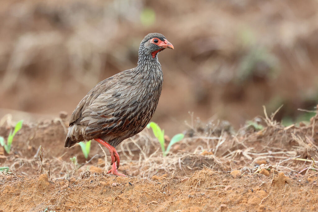 Francolin à gorge rougeadulte
