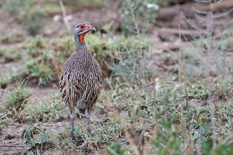 Francolin à poitrine griseadulte