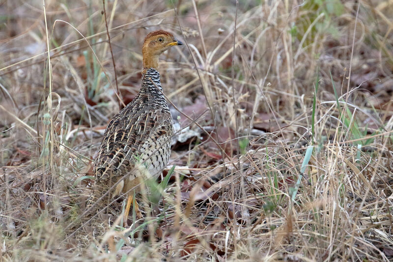 Francolin coqui mâle adulte