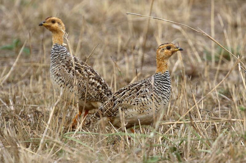 Coqui Francolin male adult