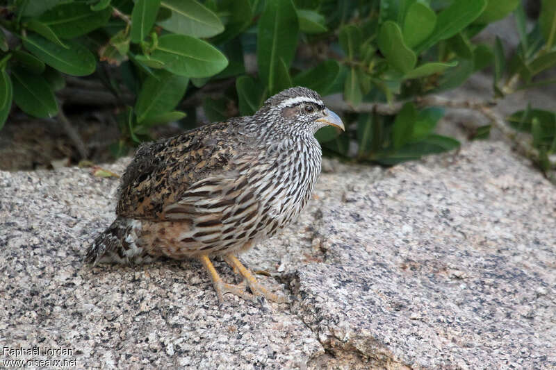 Francolin de Hartlaub mâle adulte, habitat