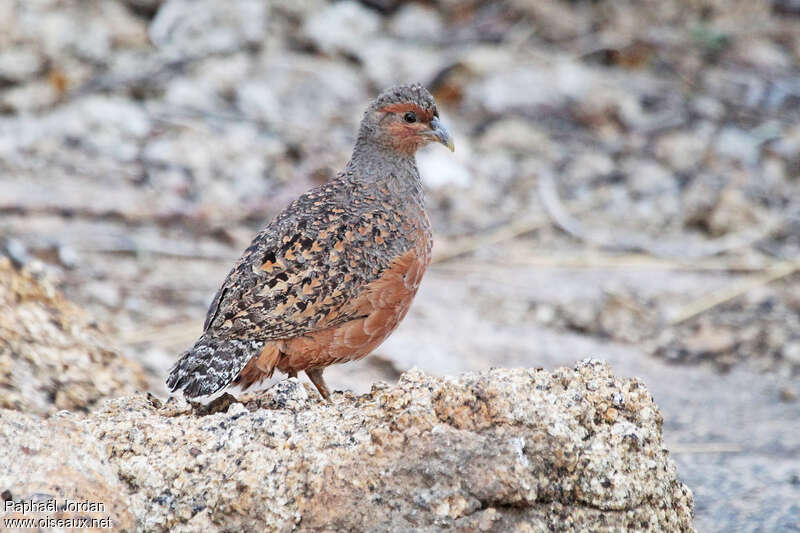 Francolin de Hartlaub femelle adulte, identification